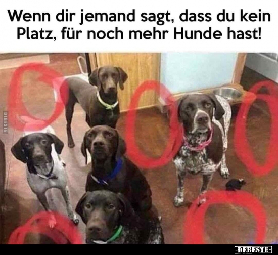 Wenn dir jemand sagt, dass du kein Platz, für noch mehr Hunde hast!