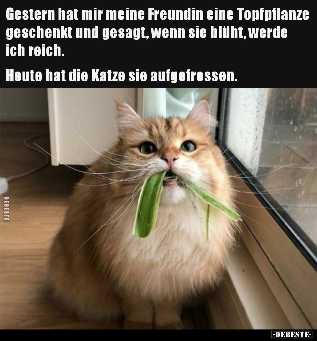 Gestern hat mir meine Freundin eine Topfpflanze geschenkt und gesagt, wenn sie blüht, werde ich reich. Heute hat die Katze si...
