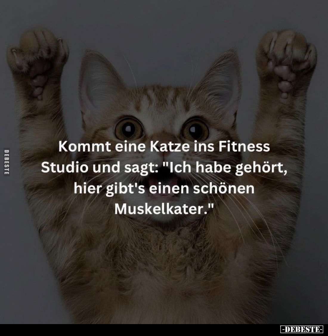 Kommt eine Katze ins Fitness Studio und sagt: "Ich habe gehört, hier gibt's einen schönen Muskelkater."