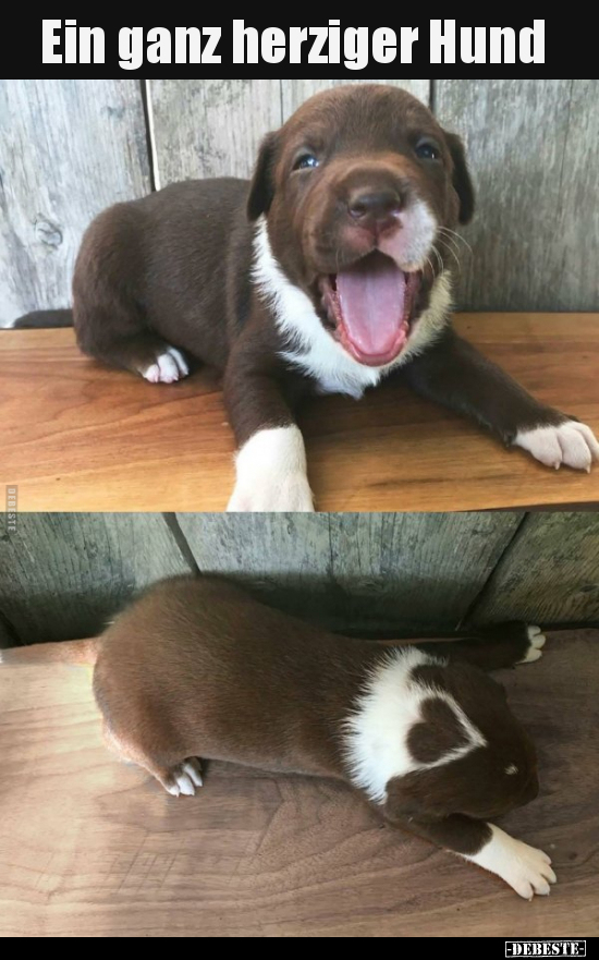Ein ganz herziger Hund..