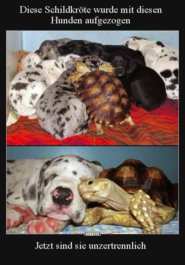Diese Schildkröte wurde mit diesen Hunden aufgezogen.. Lustige Bilder