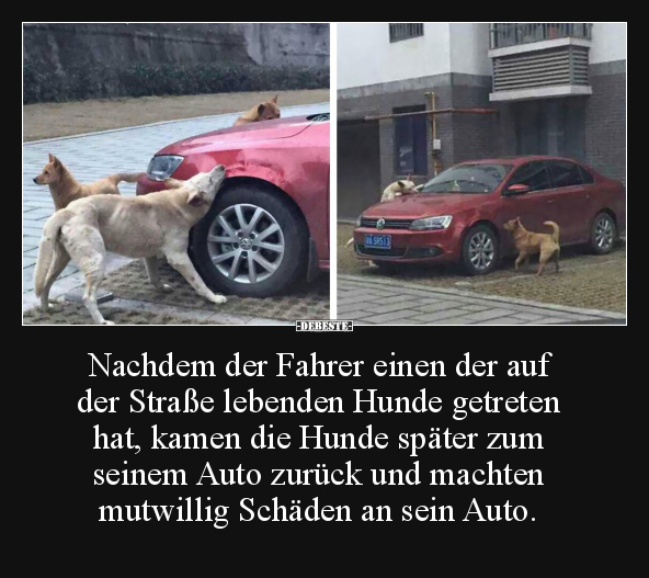 Hunde, Auto