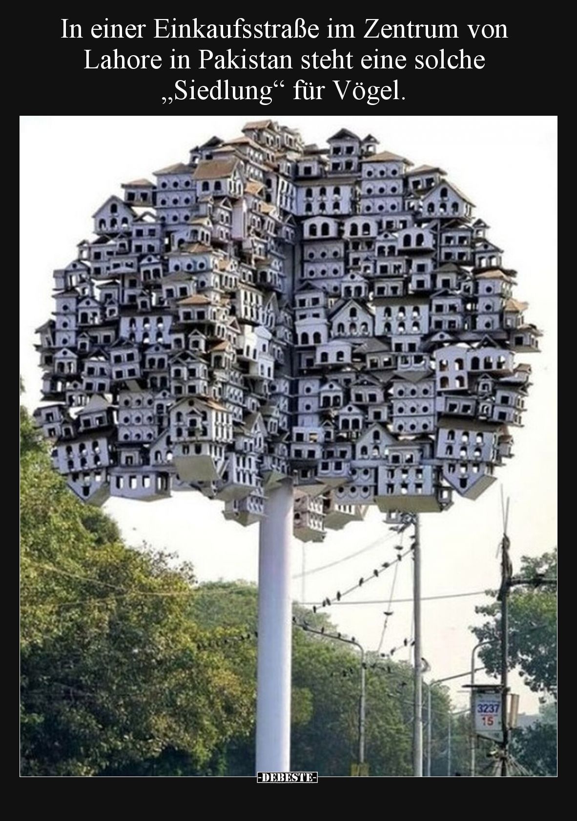 In einer Einkaufsstraße im Zentrum von Lahore in Pakistan steht eine solche „Siedlung“ für Vögel.