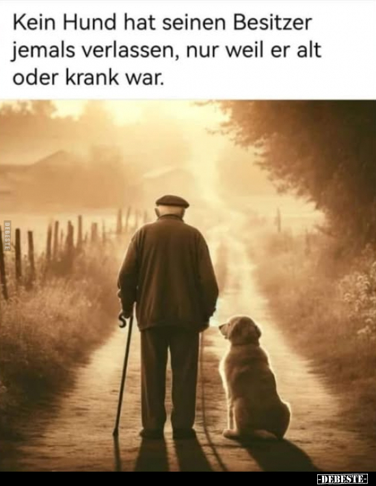 Hund, Krank