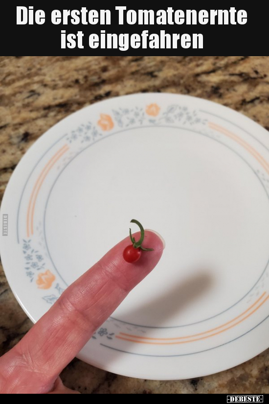 Die ersten Tomatenernte ist eingefahren..