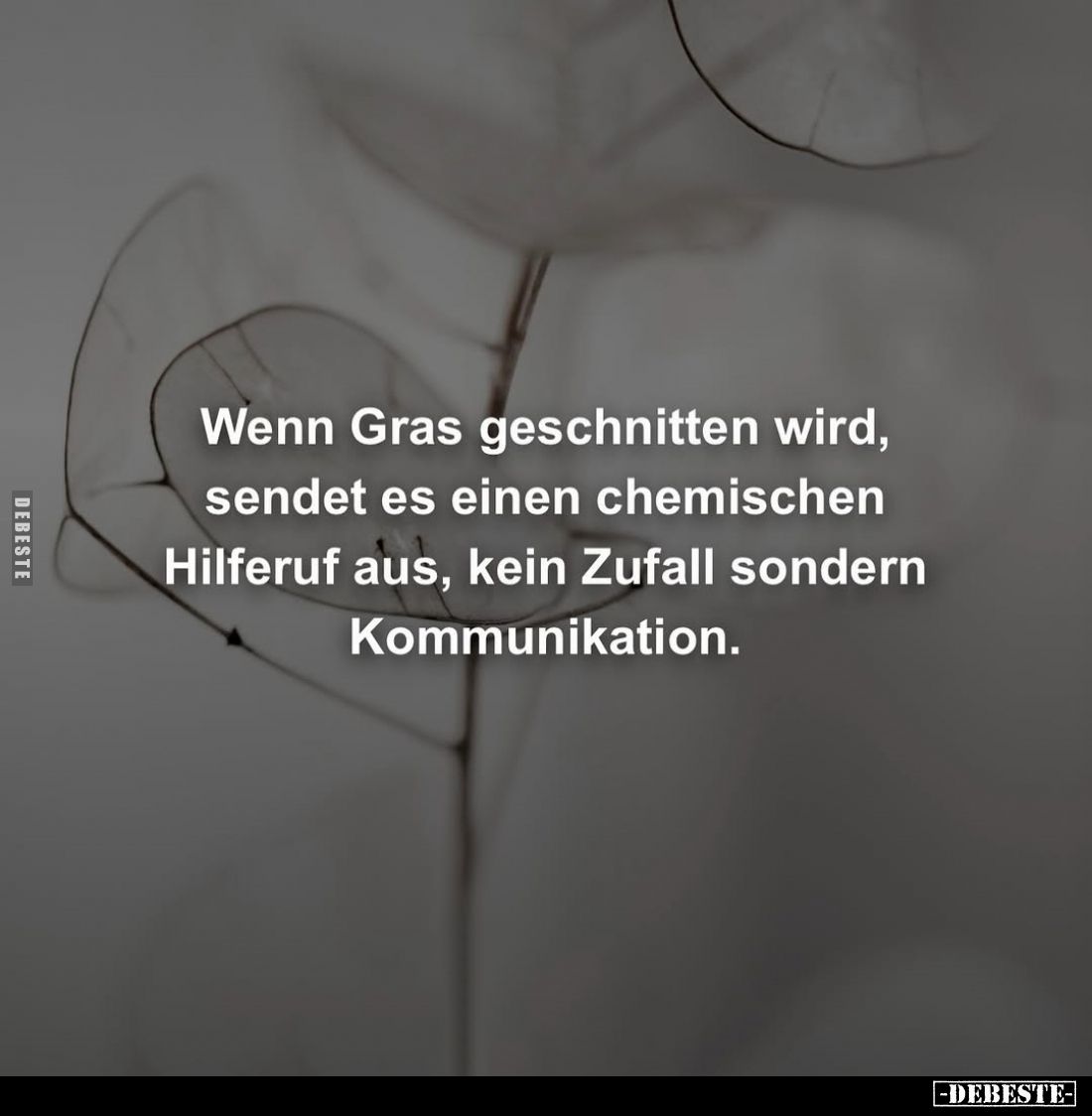 Wenn Gras geschnitten wird, sendet es einen chemischen Hilferuf aus, kein Zufall sondern Kommunikation.