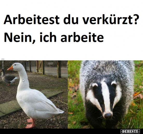 Arbeitest du verkürzt? Nein, ich arbeite.. - Lustige Bilder | DEBESTE.de