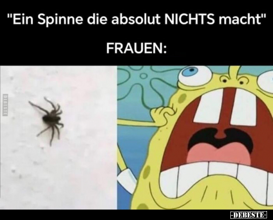 "Ein Spinne die absolut NICHTS macht".. - Lustige Bilder | DEBESTE.de