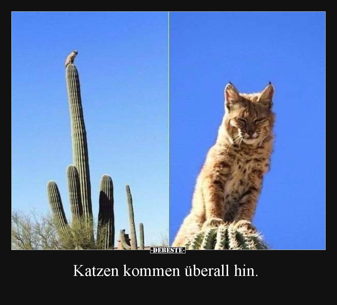 Katzen kommen überall hin.