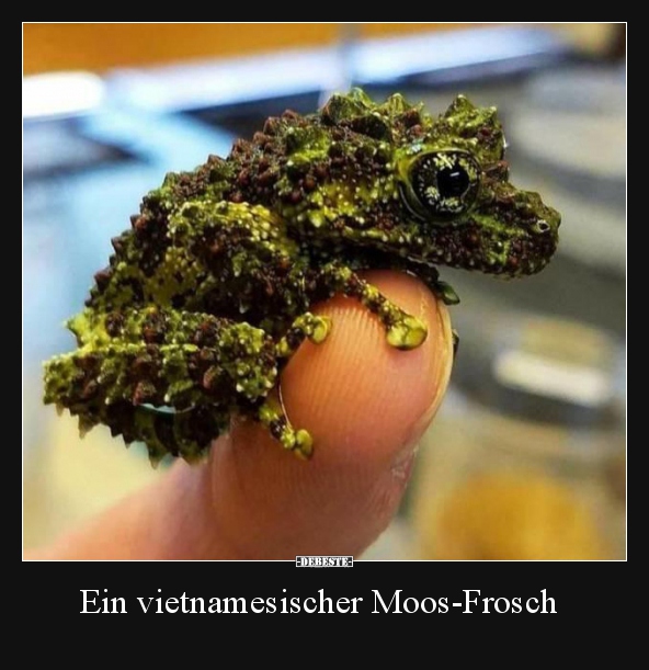 Ein vietnamesischer Moos-Frosch.. - Lustige Bilder | DEBESTE.de