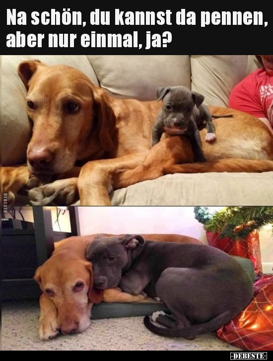 Na schön, du kannst da pennen, aber nur einmal, ja?..