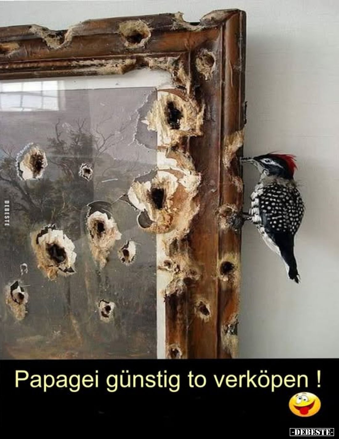 Papagei günstig to verköpen !