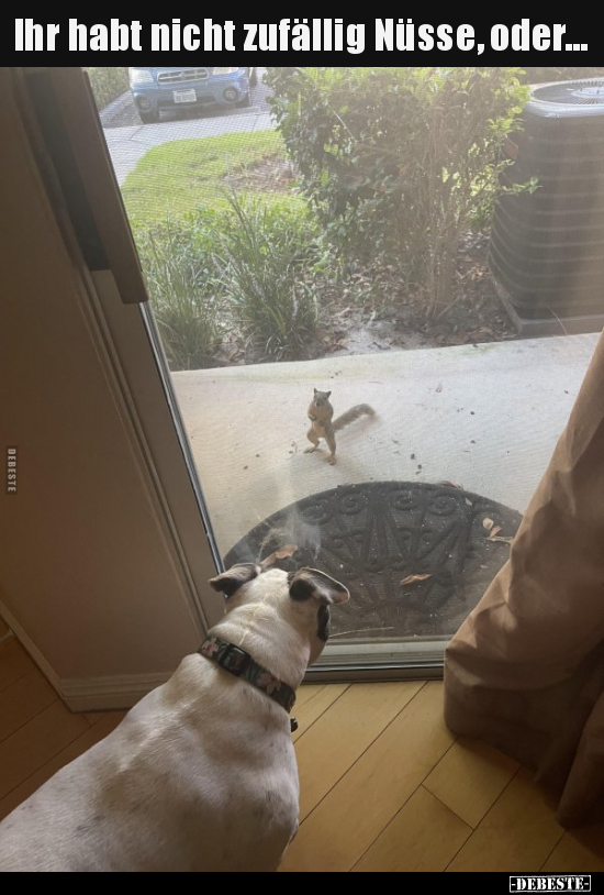 Ihr habt nicht zufällig Nüsse, oder...