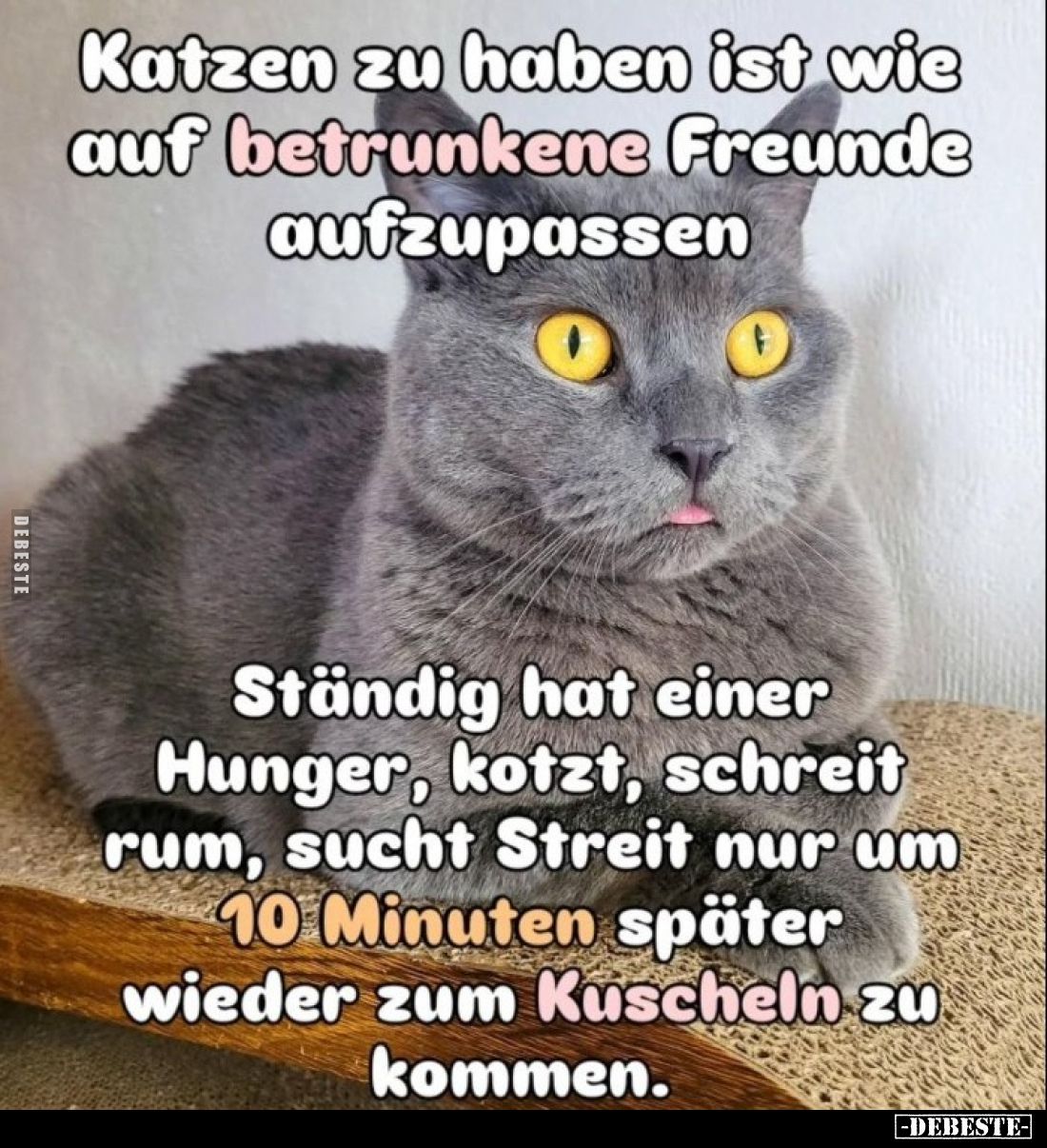 Katzen zu haben ist wie auf betrunkene Freunde aufzupassen.
Ständig hat einer Hunger, kotzt, schreit rum, sucht Streit nur u...
