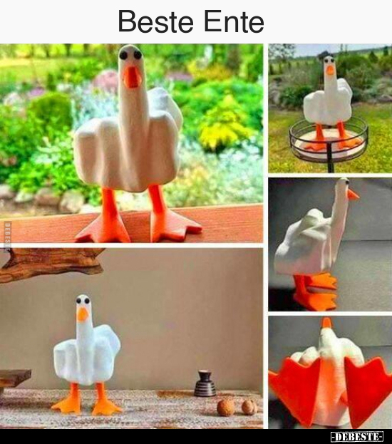 Beste Ente.. - Lustige Bilder | DEBESTE.de