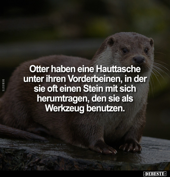 Otter haben eine Hauttasche unter ihren Vorderbeinen, in.. - Lustige Bilder | DEBESTE.de