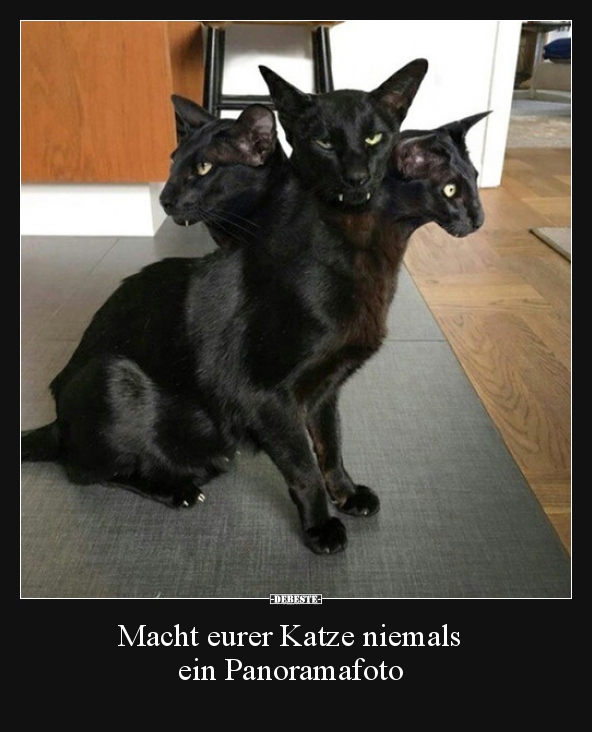 Macht eurer Katze niemals ein Panoramafoto..