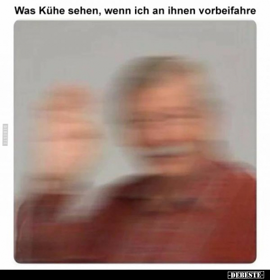 Was Kühe sehen, wenn ich an ihnen vorbeifahre