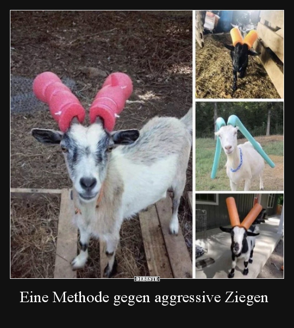 Eine Methode gegen aggressive Ziegen.. - Lustige Bilder | DEBESTE.de