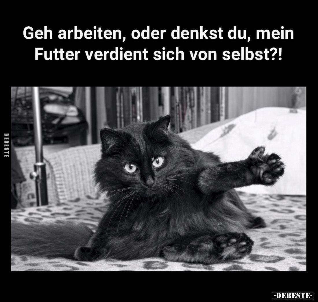 Geh arbeiten, oder denkst du, mein Futter verdient sich von selbst?!