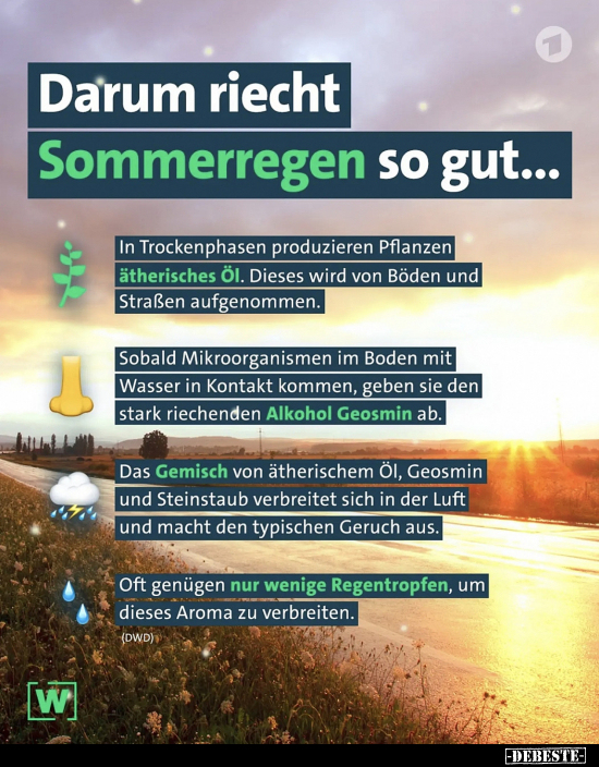 Darum riecht Sommerregen so gut...