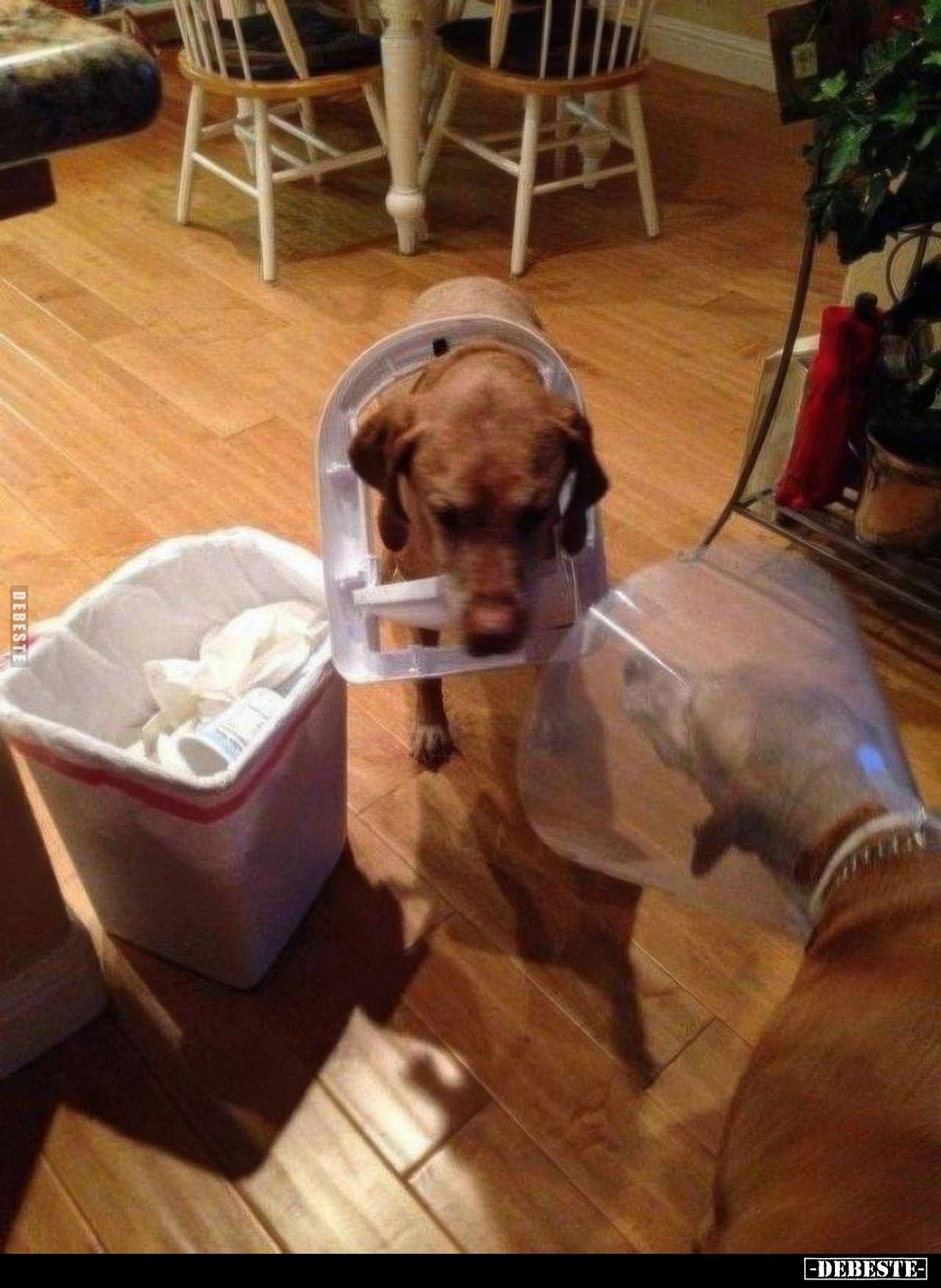  - Lustige Bilder | DEBESTE.de