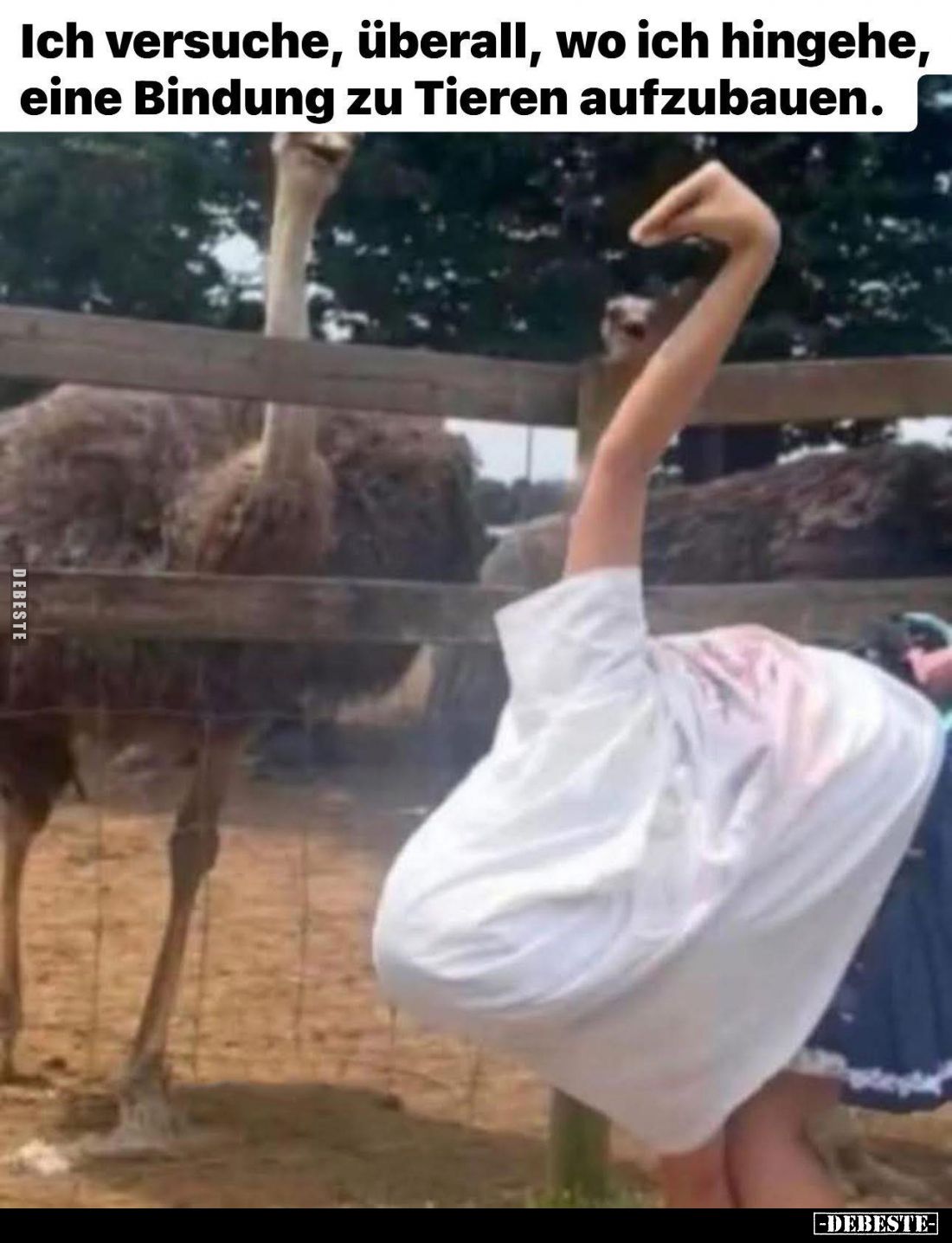Ich versuche, überall, wo ich hingehe, eine Bindung zu Tieren aufzubauen.