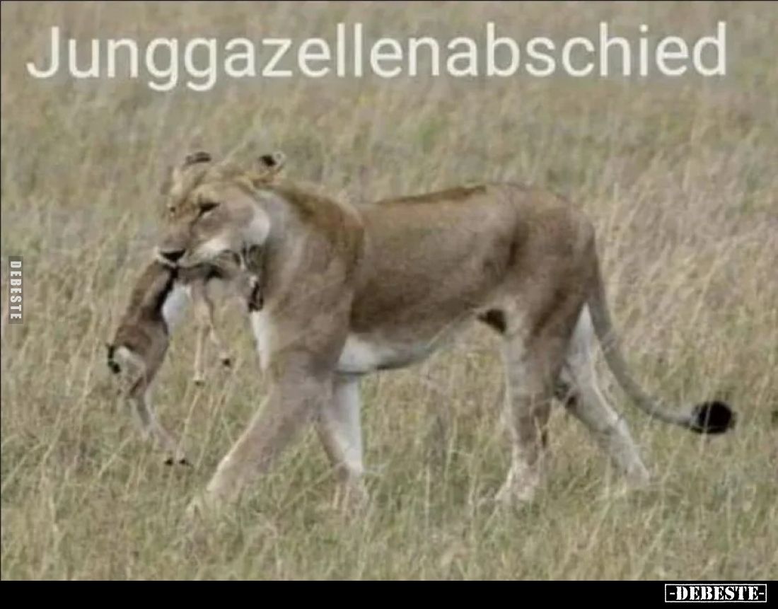 Junggazellenabschied