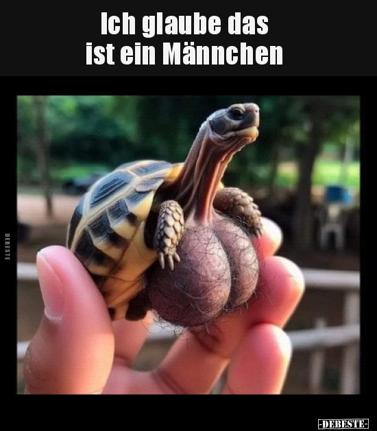 Ich glaube das ist ein Männchen