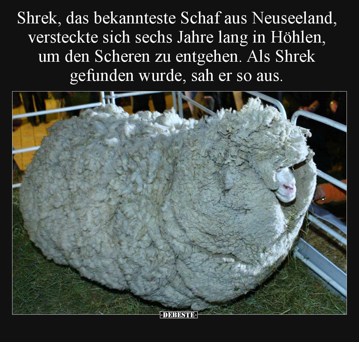Shrek, das bekannteste Schaf aus Neuseeland.. - Lustige Bilder | DEBESTE.de