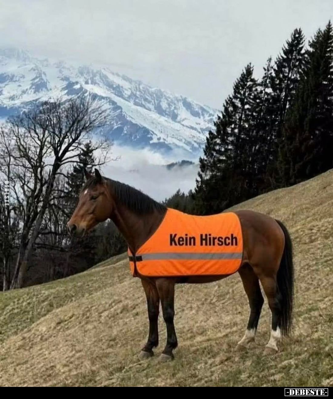 Kein Hirsch.