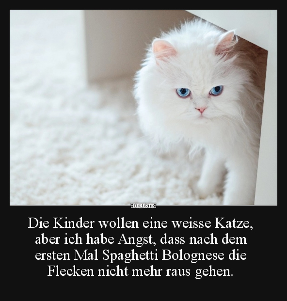 Die Kinder wollen eine weisse Katze, aber ich habe Angst.. - Lustige Bilder | DEBESTE.de