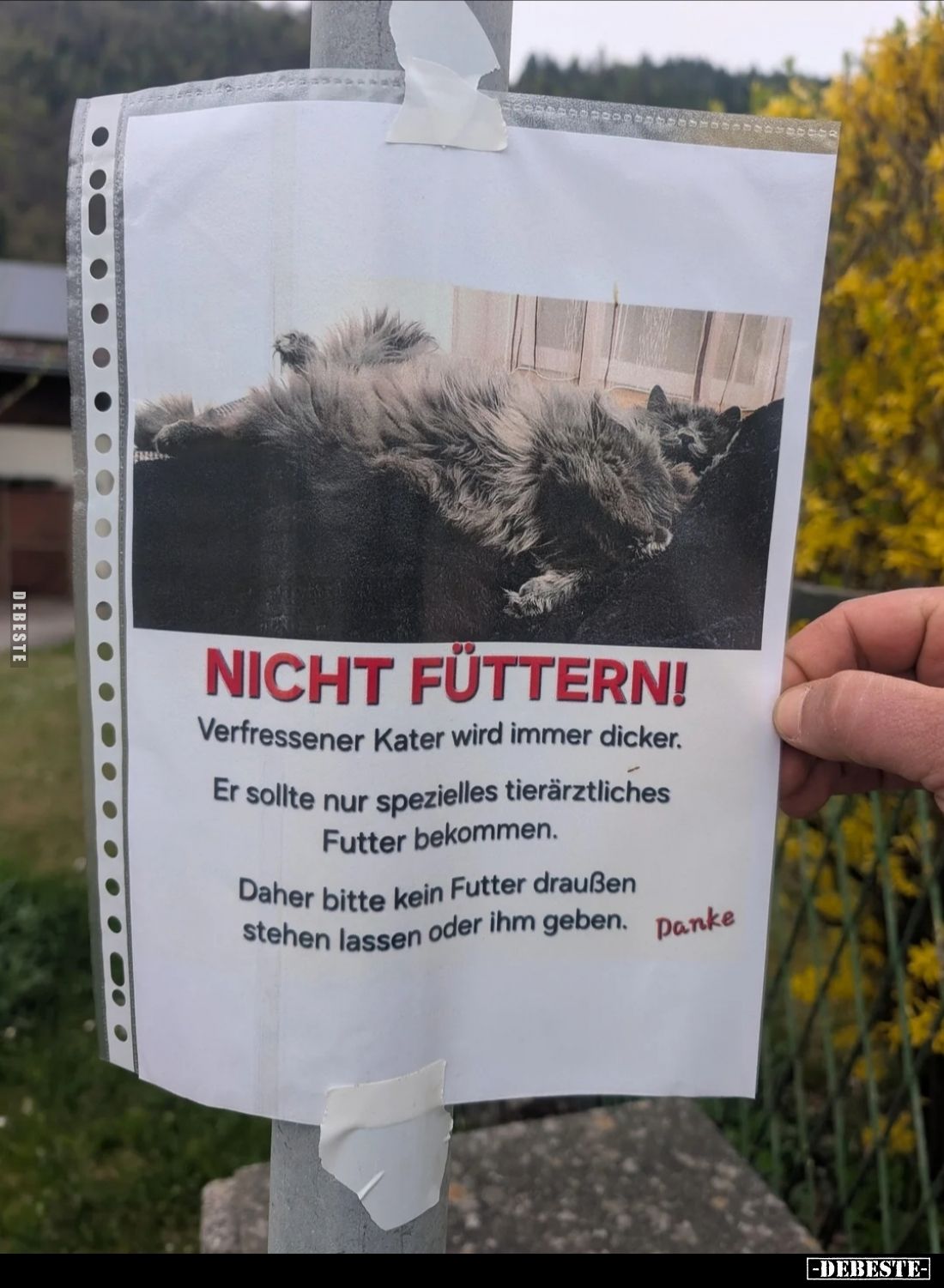 Nicht füttern! Verfressener Kater wird immer dicker... - Lustige Bilder | DEBESTE.de