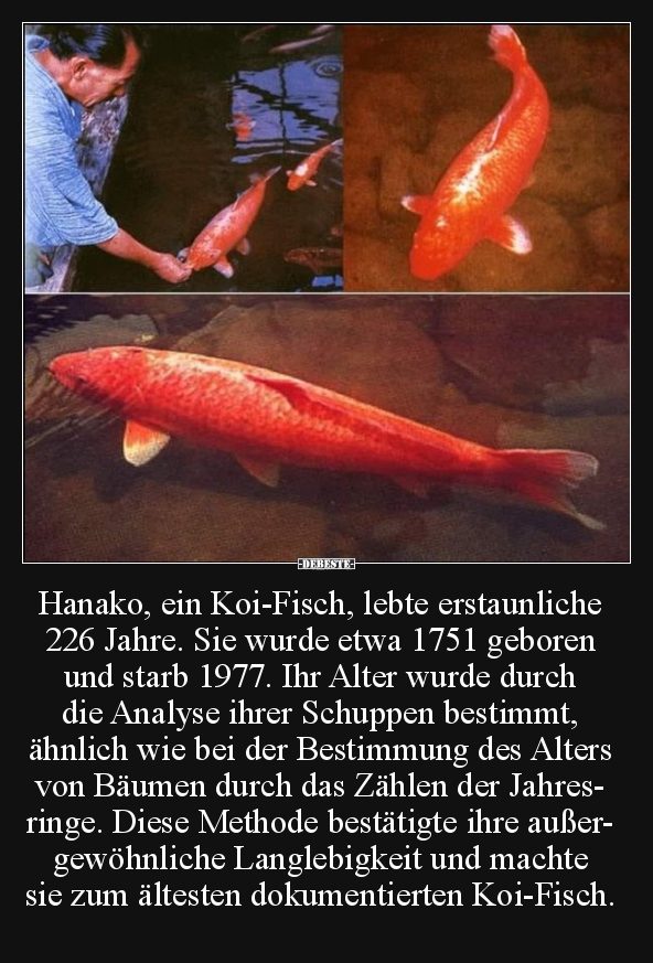 Hanako, ein Koi-Fisch, lebte erstaunliche 226 Jahre.. - Lustige Bilder | DEBESTE.de