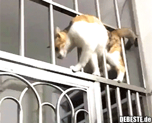  - Lustige Bilder | DEBESTE.de