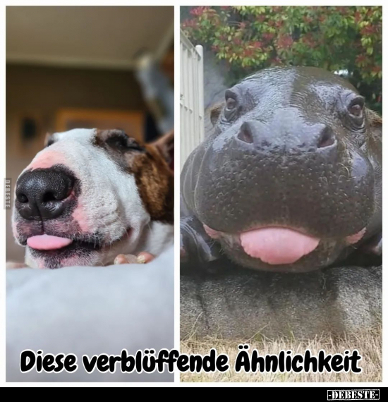  - Lustige Bilder | DEBESTE.de