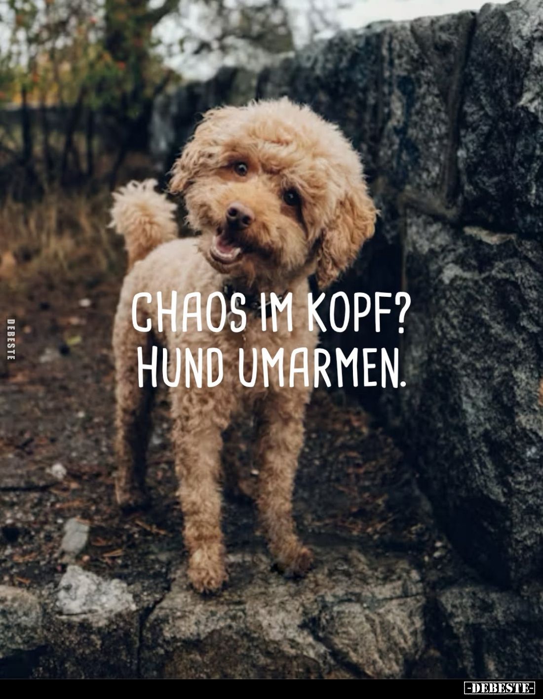 Chaos im Kopf?
Hund umarmen.