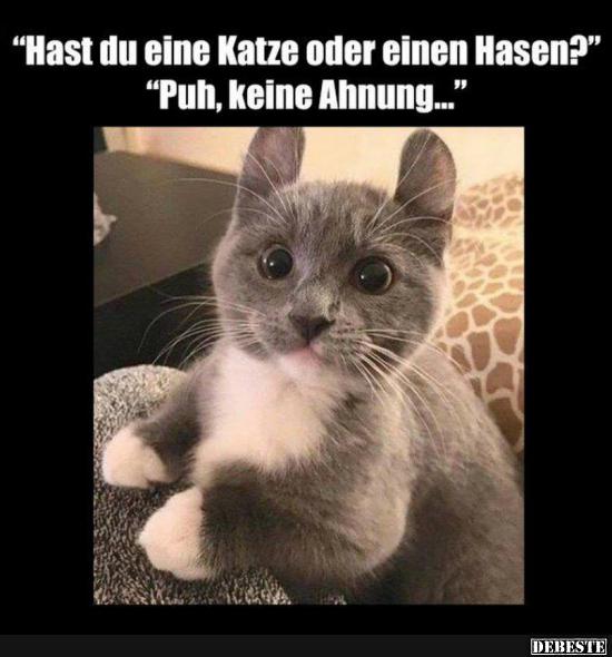 Hast du eine Katze oder einen Hasen? - Lustige Bilder | DEBESTE.de