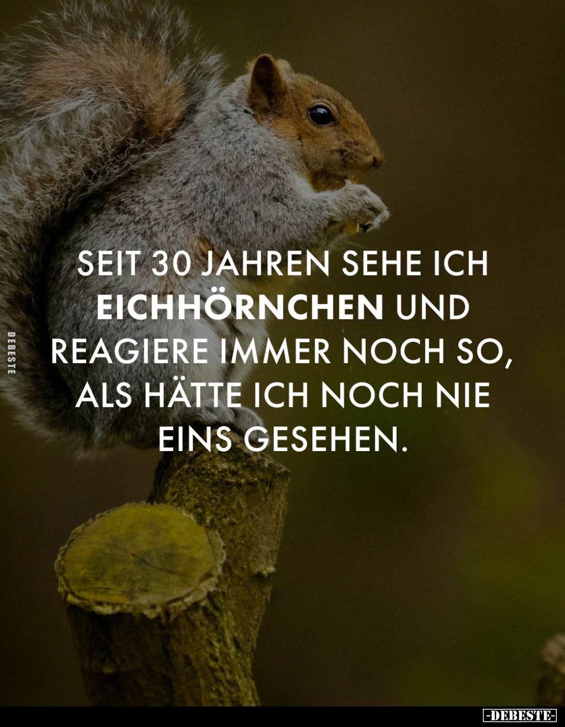 Seit 30 Jahren sehe ich Eichhörnchen und reagiere immer noch so, als hätte ich noch nie eins gesehen.