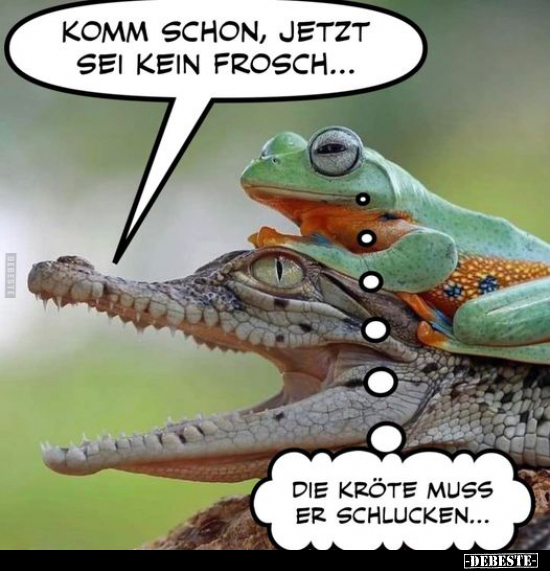 70 lustige Bilder Frosch, kostenlos - DEBESTE.de