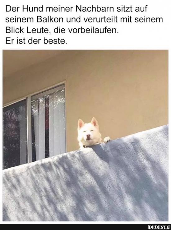 Der Hund meiner Nachbarn sitzt auf seinem Balkon.. - Lustige Bilder | DEBESTE.de