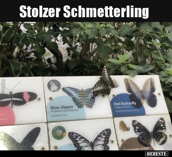 Stolzer Schmetterling..