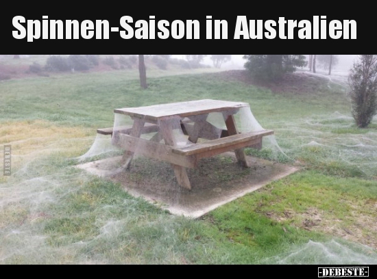 Spinnen-Saison in Australien..