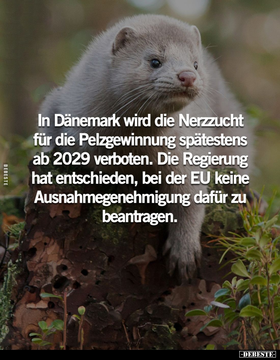In Dänemark wird die Nerzzucht für die Pelzgewinnung spätestens ab 2029 verboten. Die Regierung hat entschieden, bei der EU k...