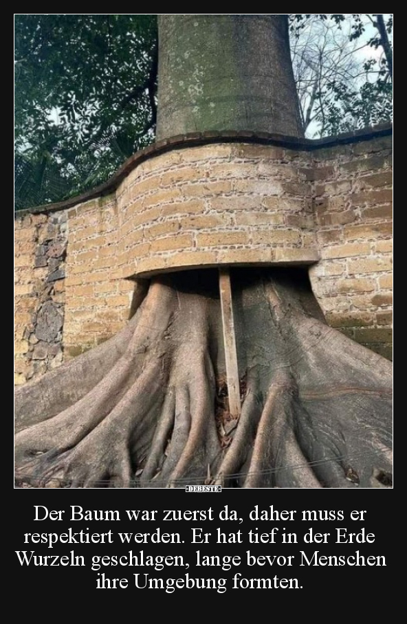 Der Baum war zuerst da.. - Lustige Bilder | DEBESTE.de