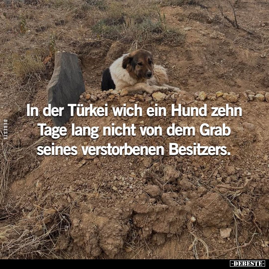 In der Türkei wich ein Hund zehn Tage lang nicht von dem Grab seines verstorbenen Besitzers.