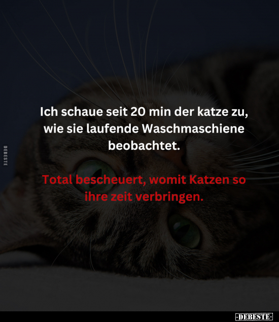 Ich schaue seit 20 Min der Katze zu.. - Lustige Bilder | DEBESTE.de