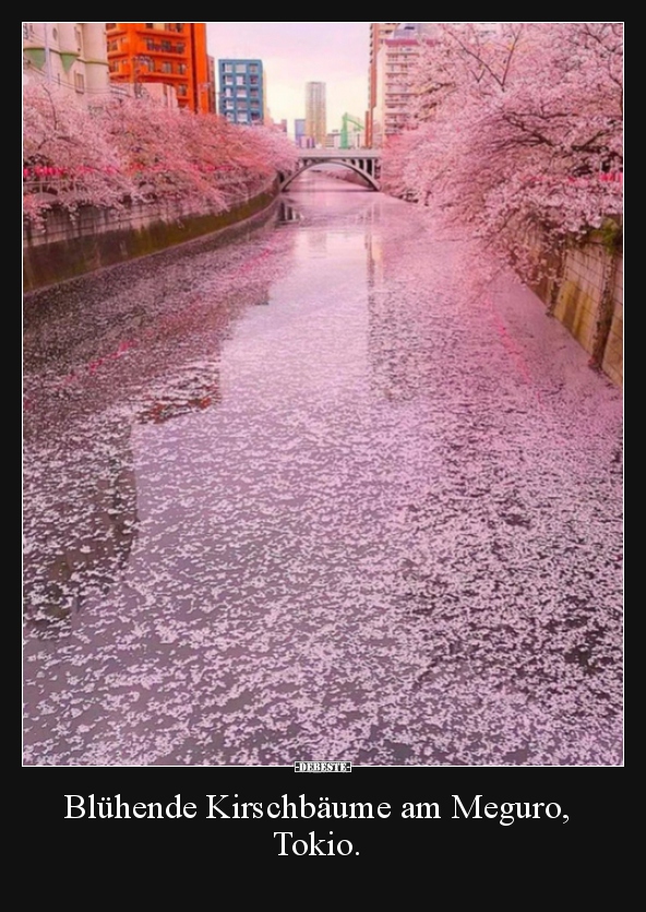 Blühende Kirschbäume am Meguro, Tokio... - Lustige Bilder | DEBESTE.de
