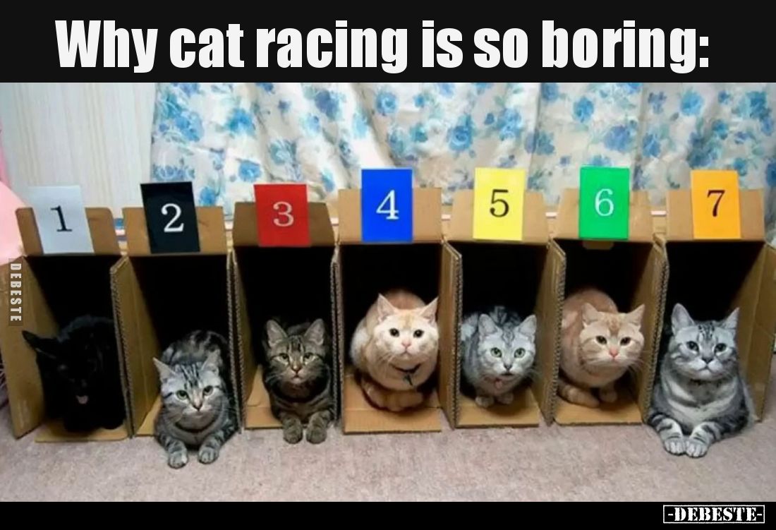Why cat racing is so boring.