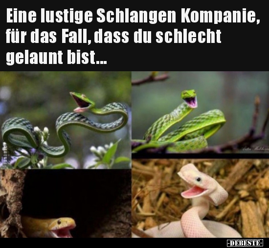 Eine lustige Schlangen Kompanie, für das Fall, dass du.. - Lustige Bilder | DEBESTE.de